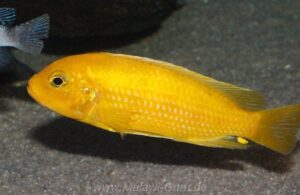 Metriaclima lombardoi 'Mbenji Island'